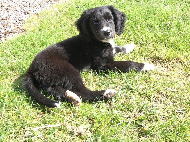 Lucas -father springer spaniel, mother husky/labrador...