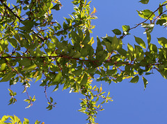 Prunus à identifier  (5)