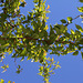 Prunus à identifier  (5)