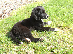 Lucas -father springer spaniel, mother husky/labrador...