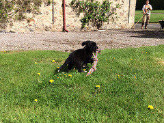 Lucas -father springer spaniel, mother husky/labrador...