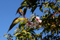 Prunus à identifier  (6)