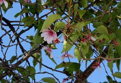 Prunus à identifier