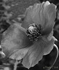 Poppy in  B & W ..