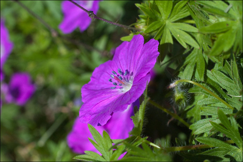 Cranesbill