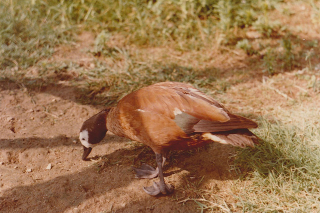 oie bernache - parc aux oiseaux - Upie - Drôme