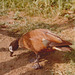 oie bernache - parc aux oiseaux - Upie - Drôme