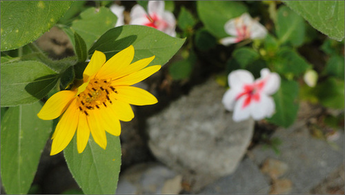 The Little Sunflower & the Impatiens