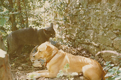 chat Grisou chien Pepsy 1982