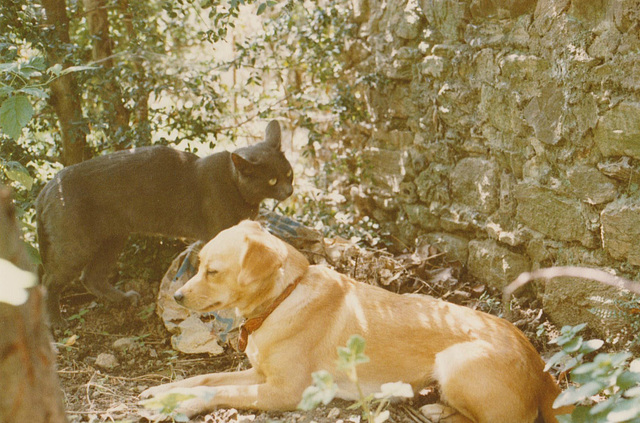 chat Grisou chien Pepsy 1982