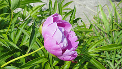 Peony