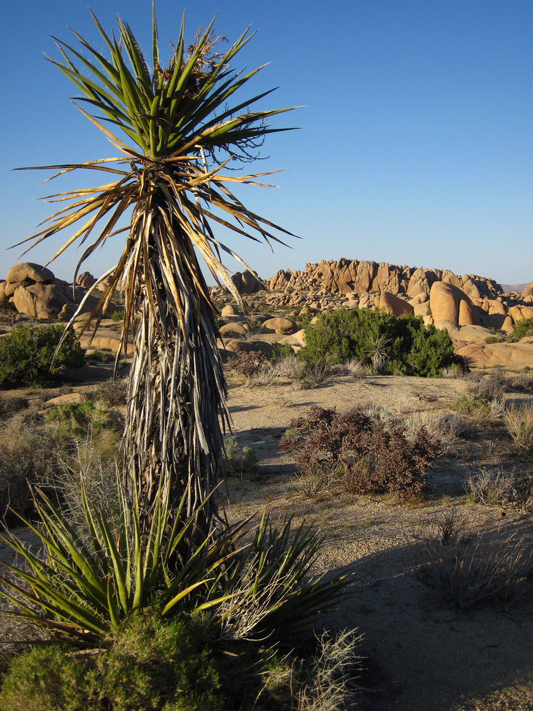 Jumbo Rocks (5908)