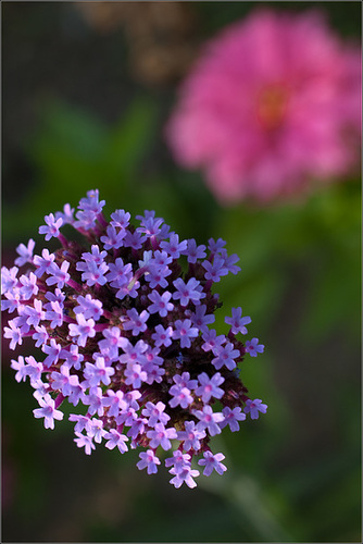 Verbena