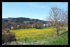 Pissenlits d'avril