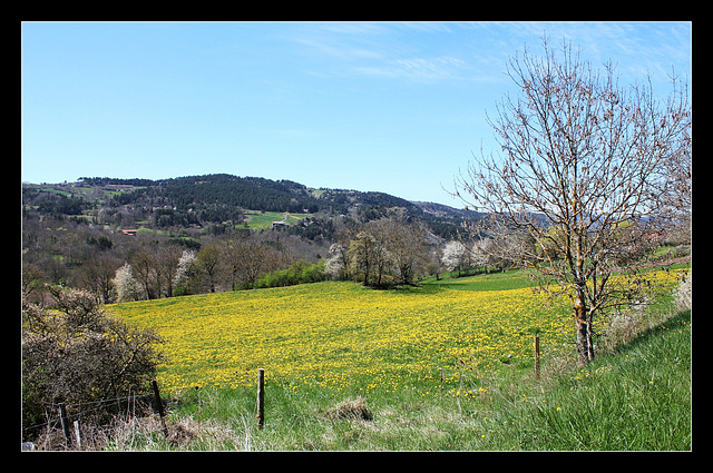 Pissenlits d'avril