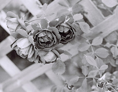 Rose on Trellis