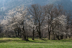 Frühling auf der Rohanschanze - 2014-03-31-_DSC1410