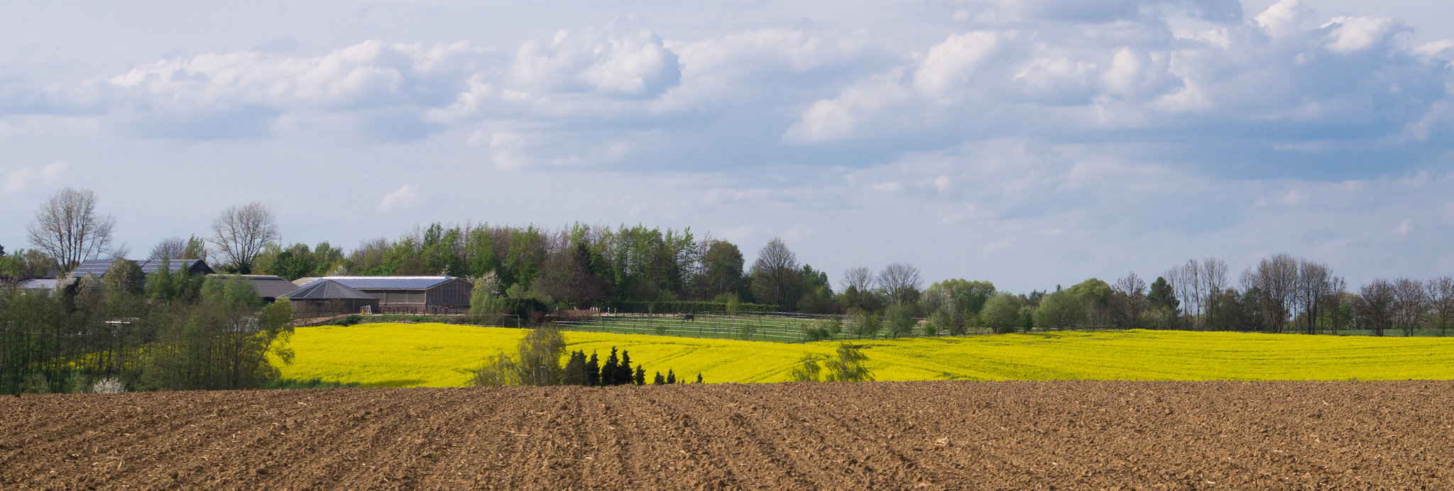 Rapsfeld DSC05004