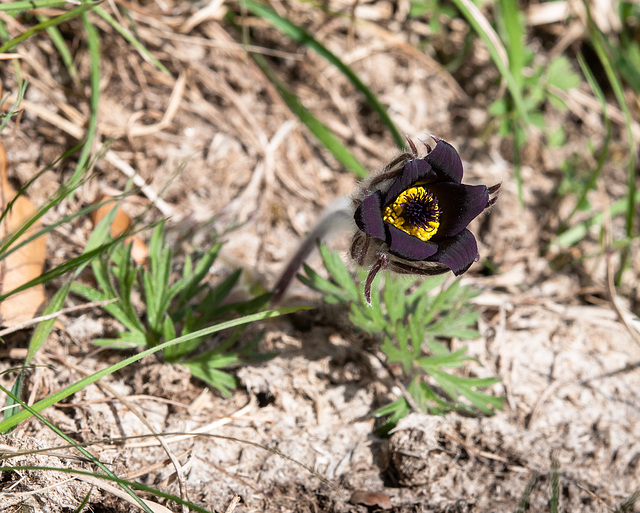 Pulsatilla montana - 2014-03-31-_DSC1378