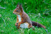 Red Squirrel