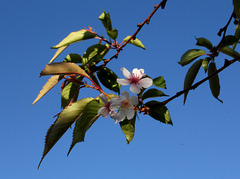 Prunus à identifier  (7)