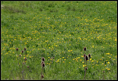 Pissenlits de printemps