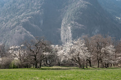 Frühling auf der Rohanschanze - 2014-03-31-_DSC1407
