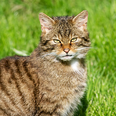 Scottish Wild Cat