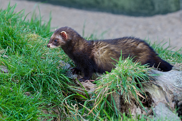 Polecat