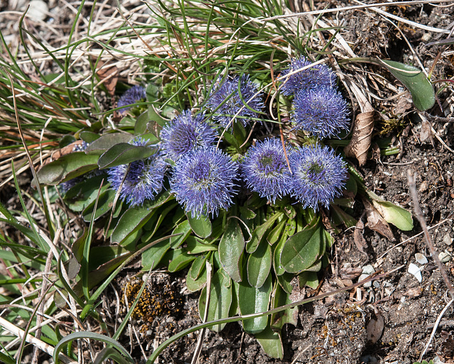 Globularia spec. - 2014-03-31-_DSC1330