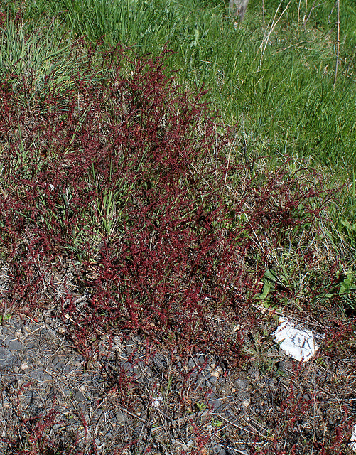 Rumex acetosella - Petite oseille