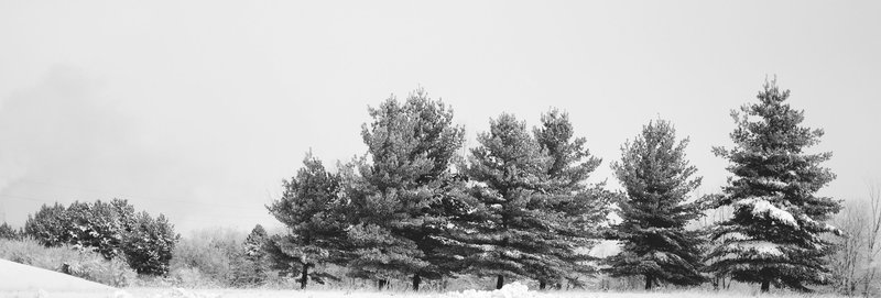 Spruces