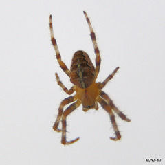 Common House Spider