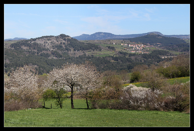 Paysage aux Merisiers