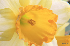 Daffodil detail