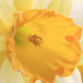 Daffodil detail