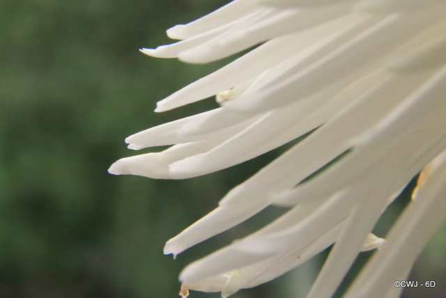 Chrysthanemum detail Chrysthanemum detail