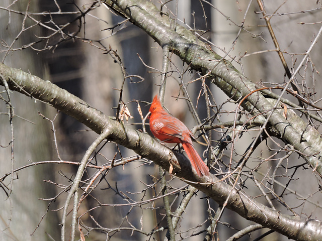 Northern Cardinal