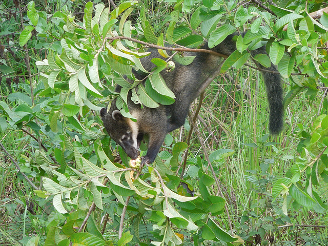 coati mundi