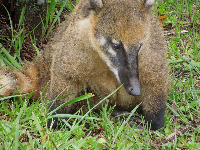 coati, hoping for a handout