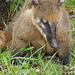 coati, hoping for a handout