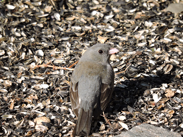 Dark-eyed Junco