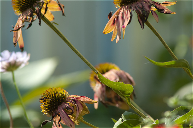 Old Coneflowers