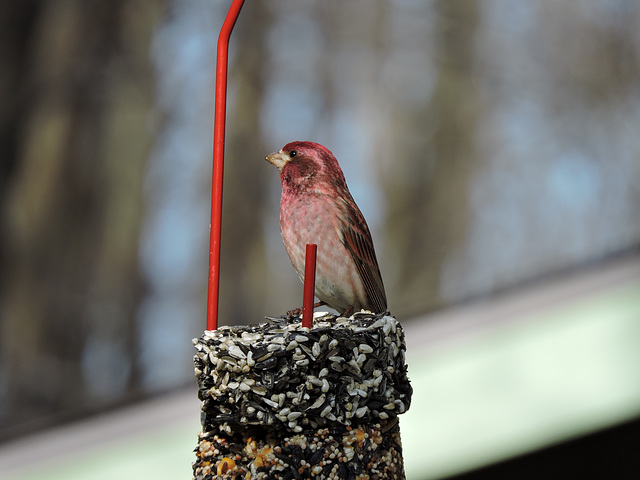 Purple Finch