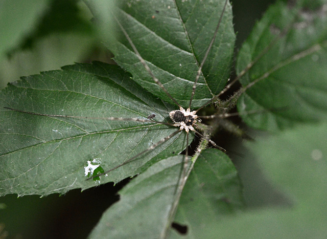 Opiliones Mitopus morio (Harvestman)