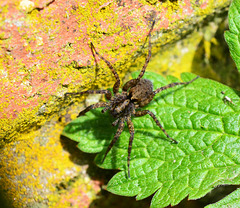 Spotted Wolf Spider - Pardosa amentata