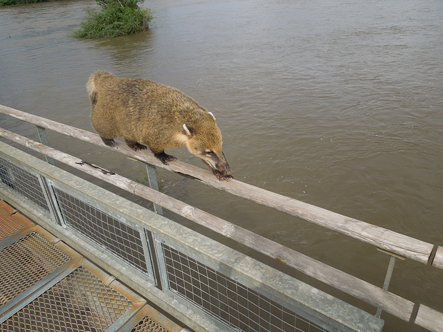 coati high-wire act