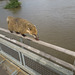 coati high-wire act