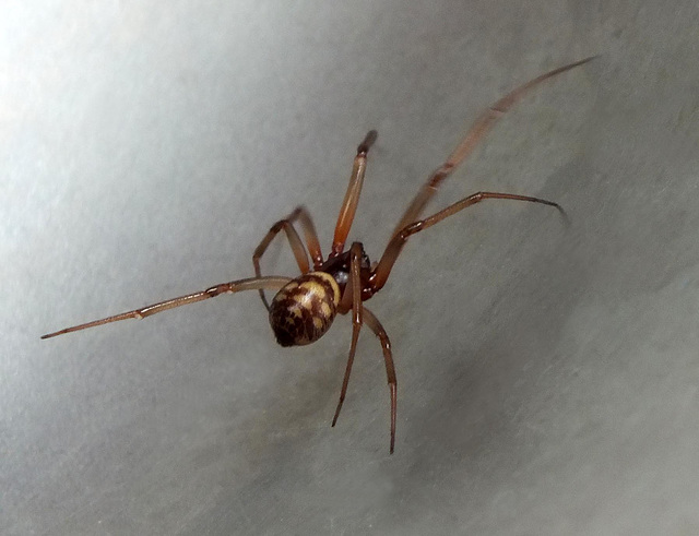 Spider - Possibly Neriene clathrata - Fam Linyphiidae