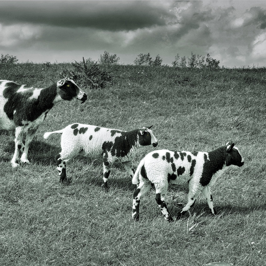 B&W Sheep